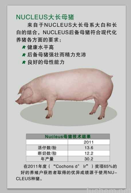 NUCLEUS 大长母猪